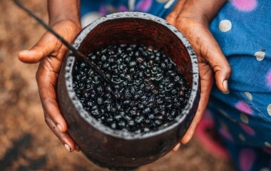 Com apoio do MIT, SENAI/SC pesquisa otimização do açaí