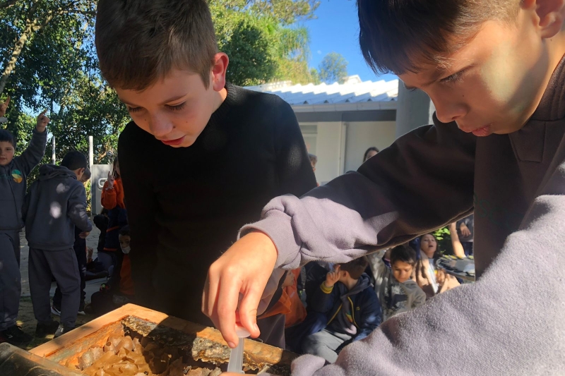 Na semana do meio ambiente, Escola S ensina manejo de abelhas sem ferrão