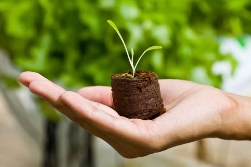 Bioeconomia será tema das tratativas (foto: Freepik)